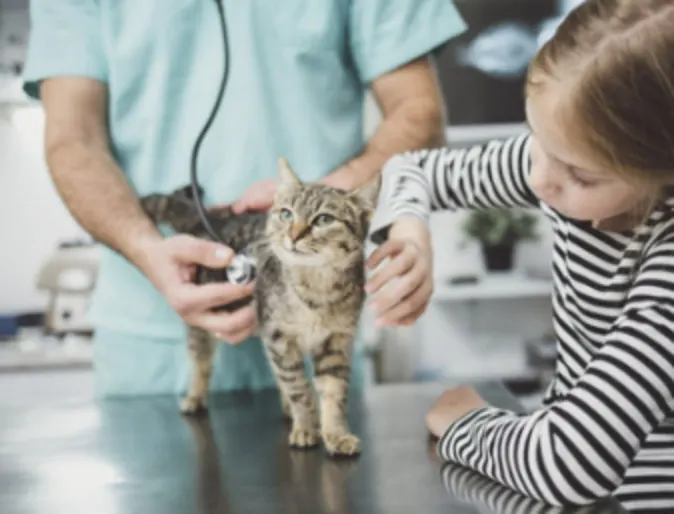 Cat with Veterinarian and Girl Cat with Veterinarian and Girl