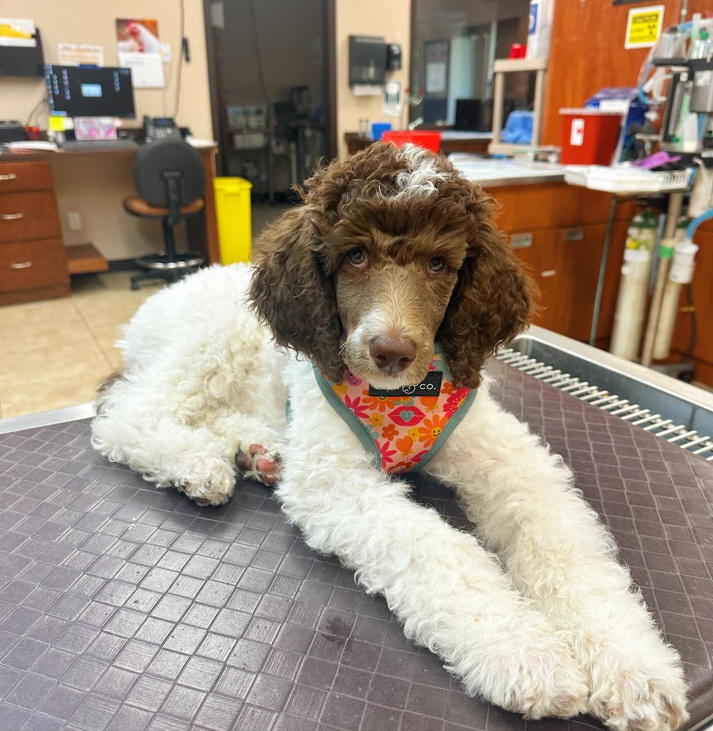Poodle sitting on exam table