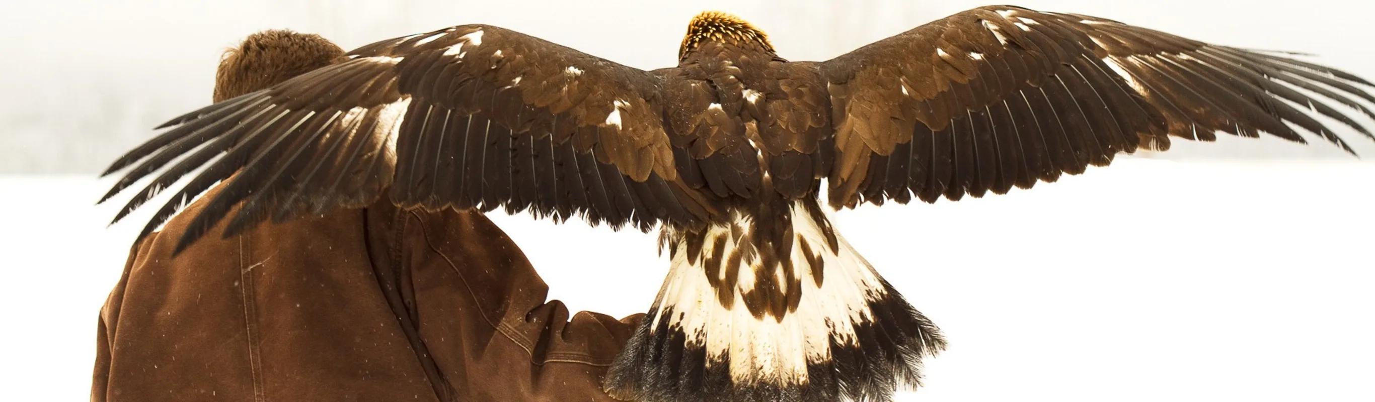 Mark with golden eagle Mark with golden eagle