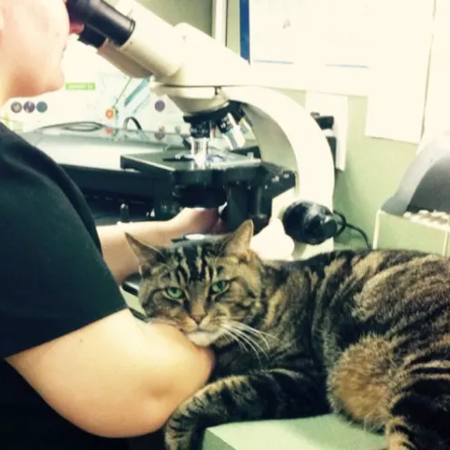 George the cat resting his head on a staff member's arm at O'Connor Road Animal Hospital
