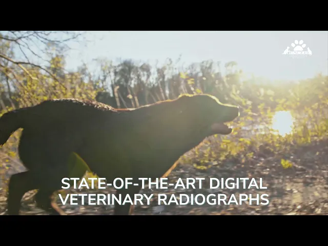 Thumbnail of a youtube video