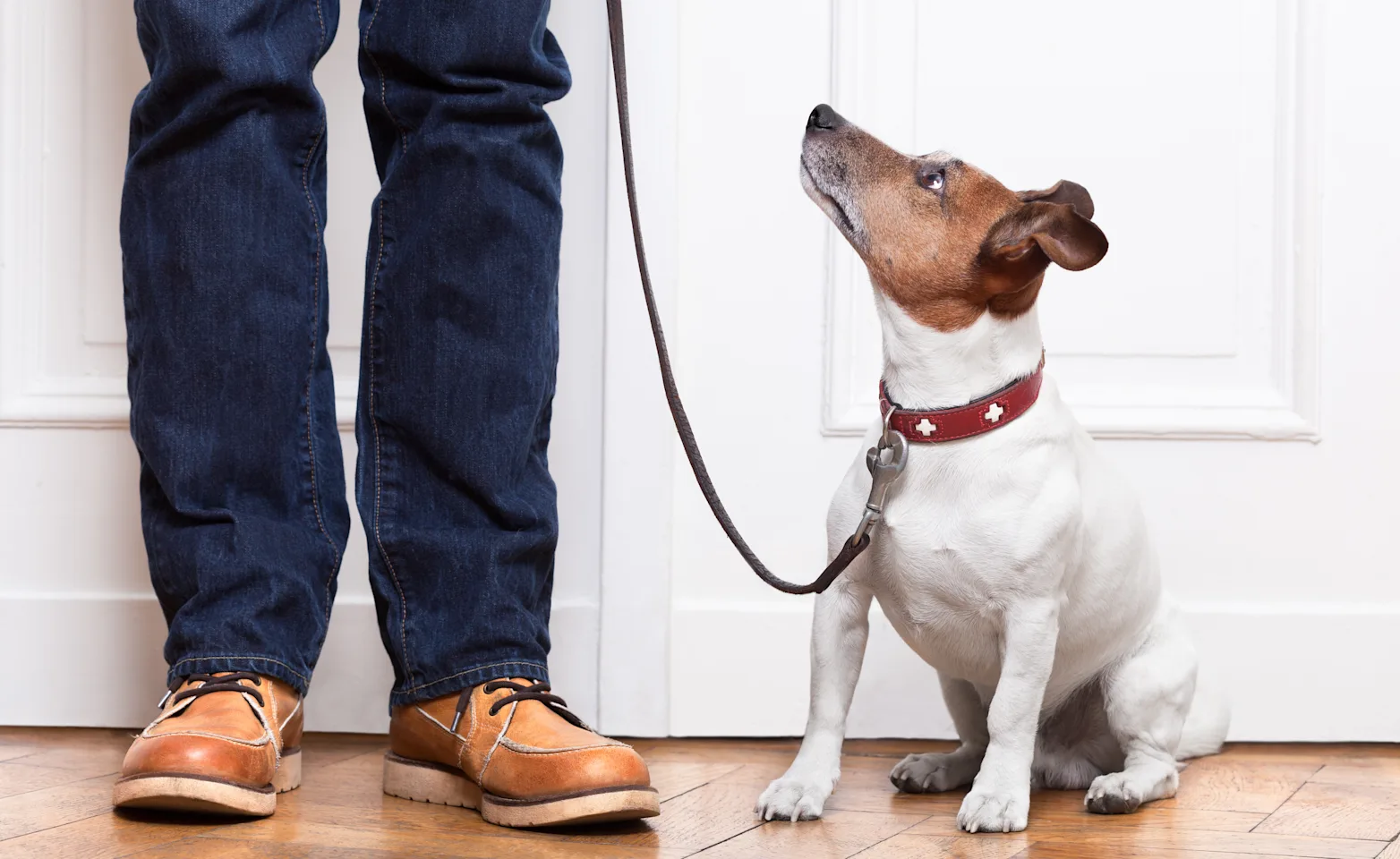 Dog with looking up at man standing next to it