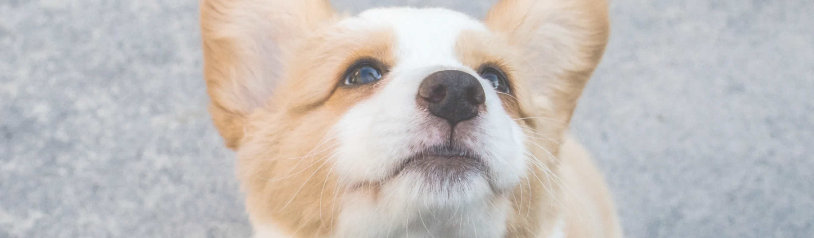 dog looking up dog looking up