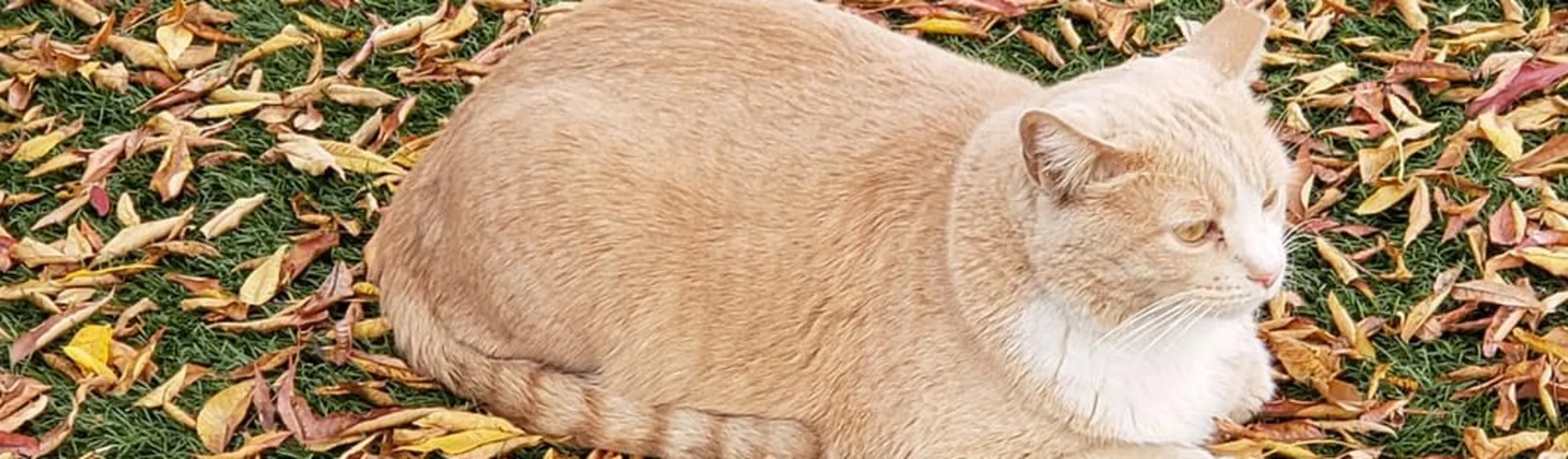 Cat sitting atop leaves