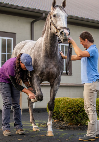 Two staff members caring for a horse