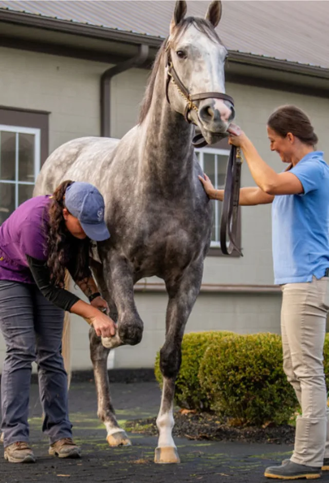 Two staff members caring for a horse