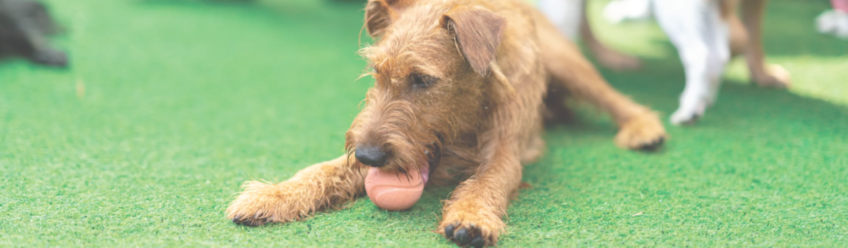 A dog with a ball in its mouth laying on the grass A dog with a ball in its mouth laying on the grass
