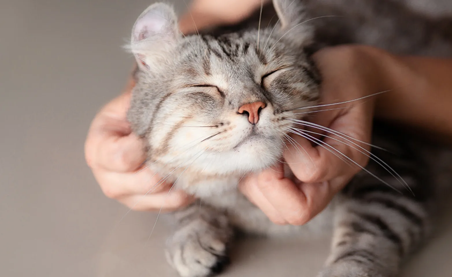 A happy cat being held with a gray background A happy cat being held with a gray background