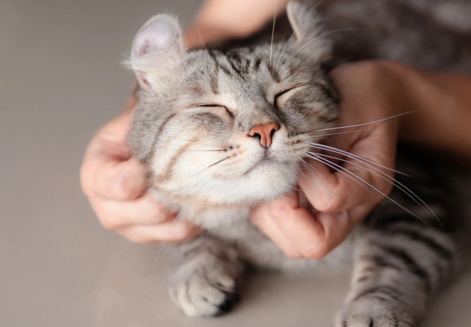 A happy cat being held with a gray background