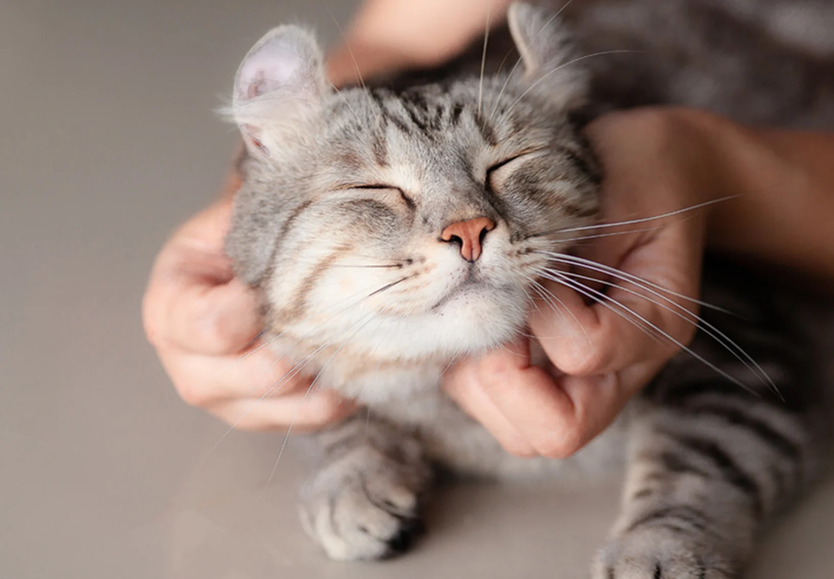 A happy cat being held with a gray background A happy cat being held with a gray background
