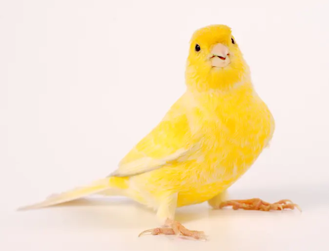 Yellow canary standing Yellow canary standing