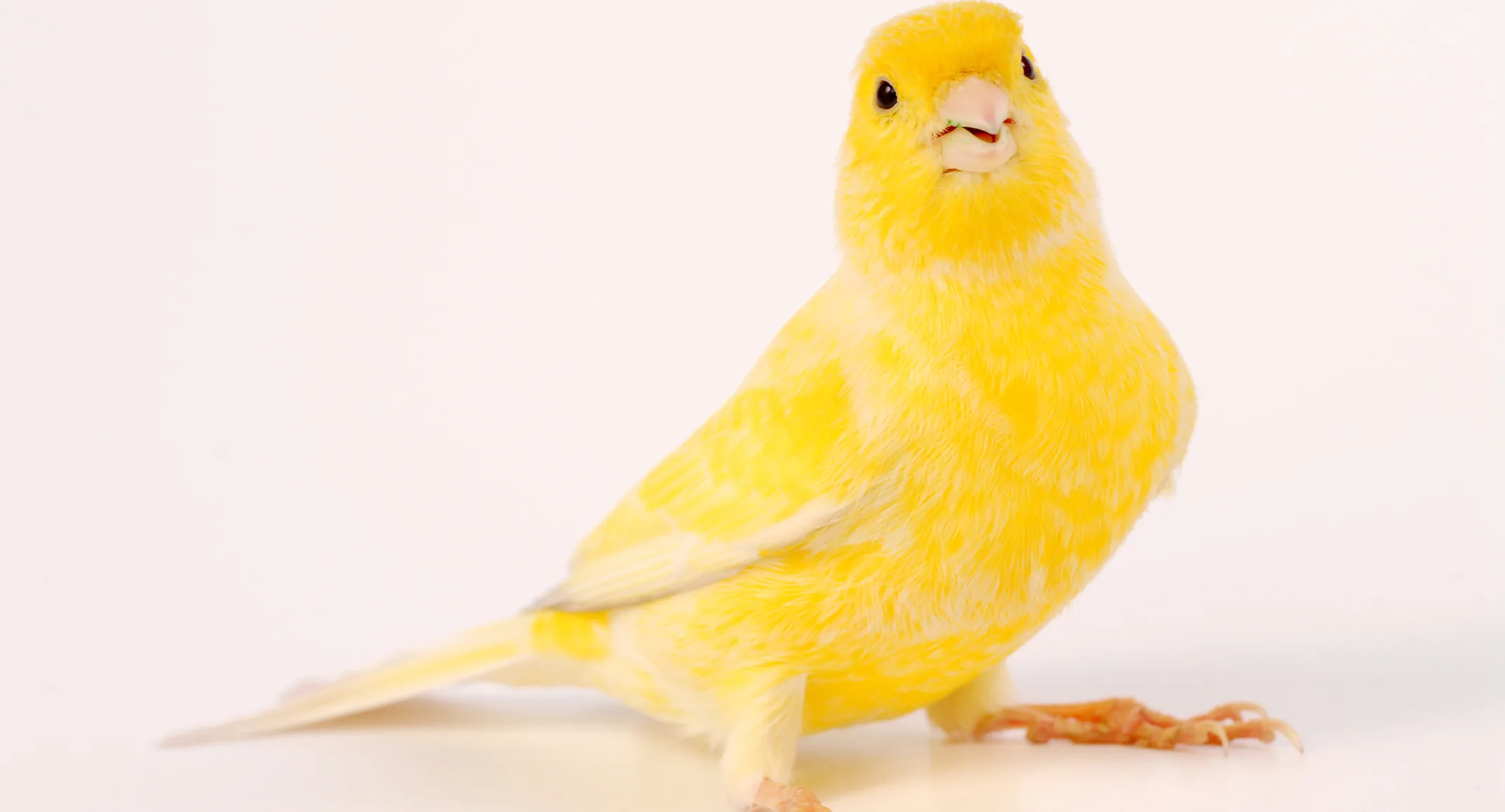 Yellow canary standing