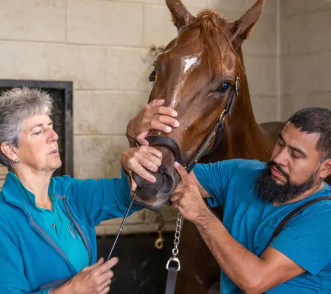 Two staff members caring for a horse