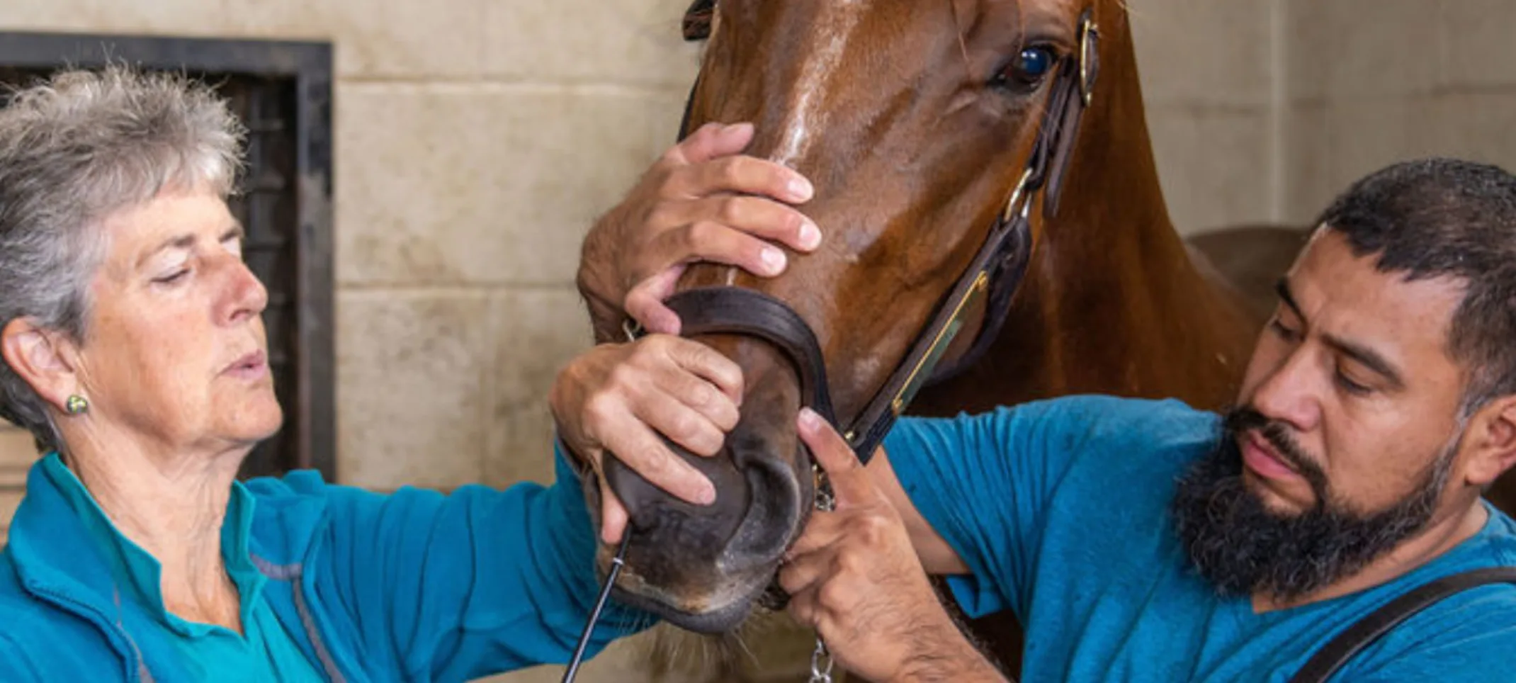 Two staff members caring for a horse Two staff members caring for a horse