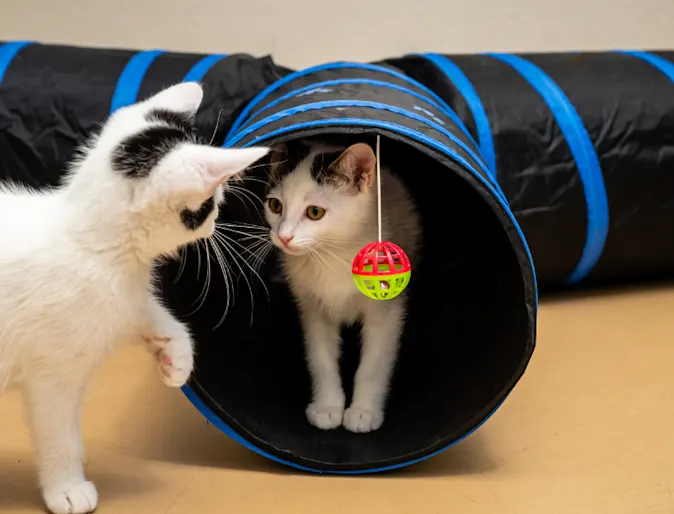 Two cats playing in a black and blue tunnel Two cats playing in a black and blue tunnel