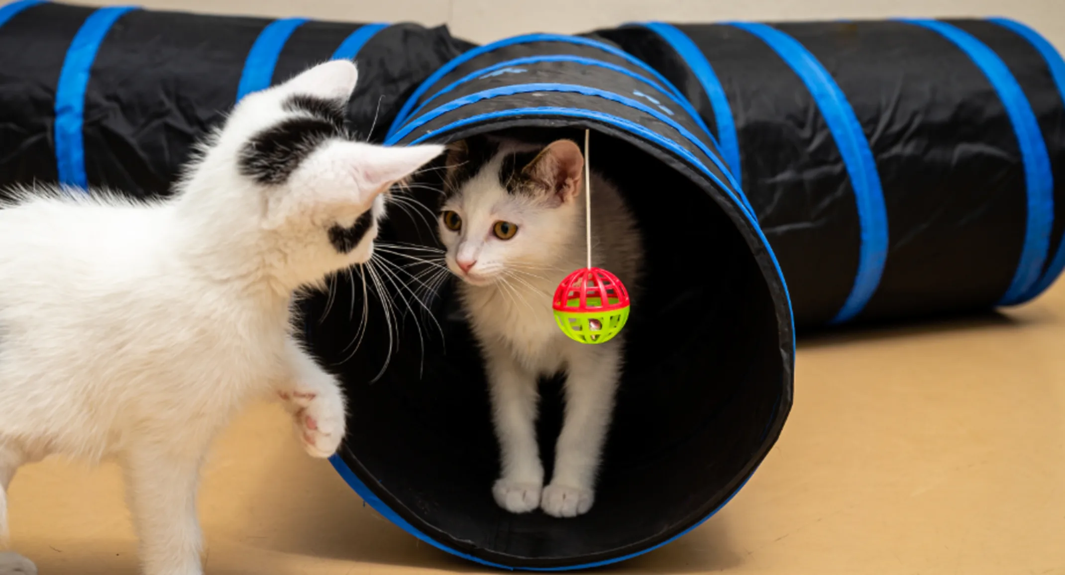 Two cats playing in a black and blue tunnel Two cats playing in a black and blue tunnel