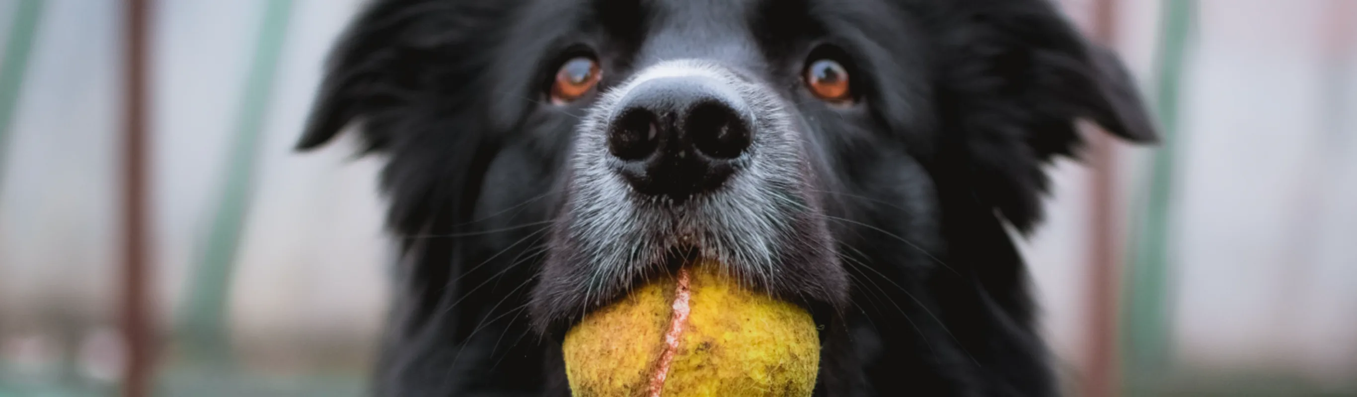 Dog with yellow ball