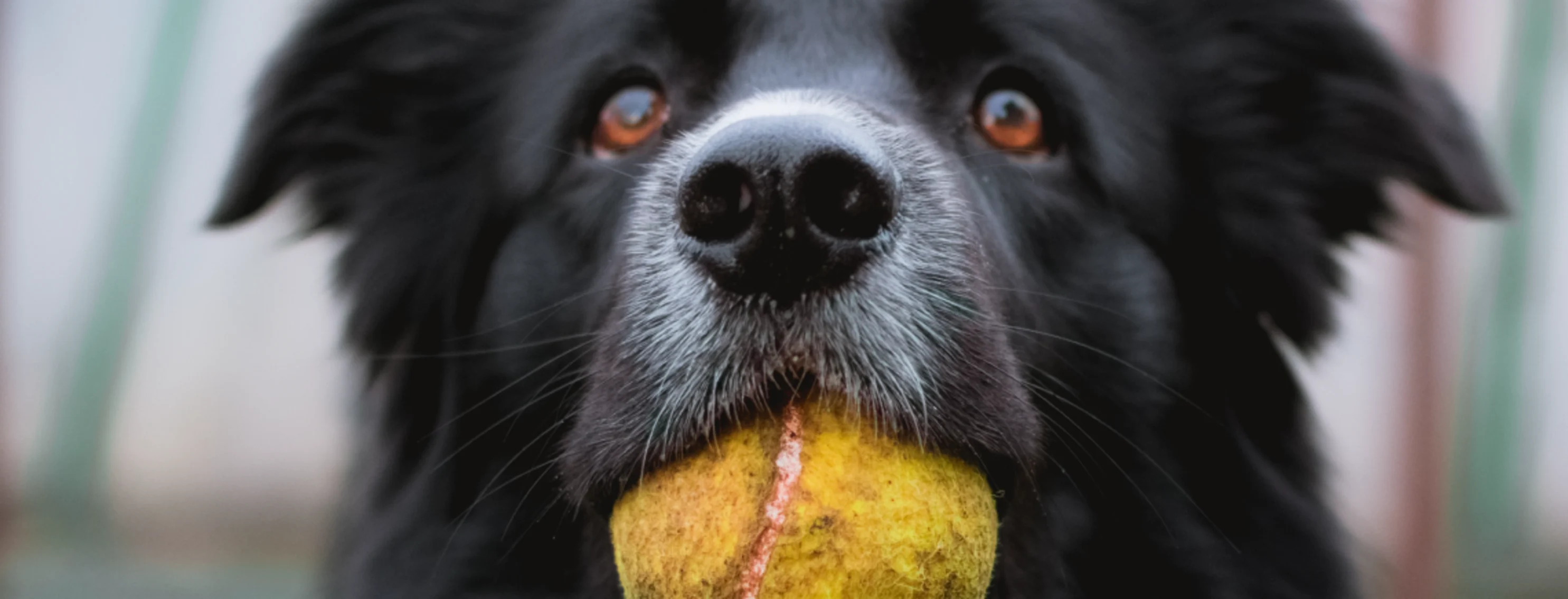 Dog with yellow ball Dog with yellow ball