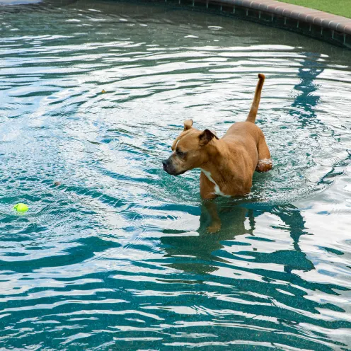 Dog in pool Dog in pool