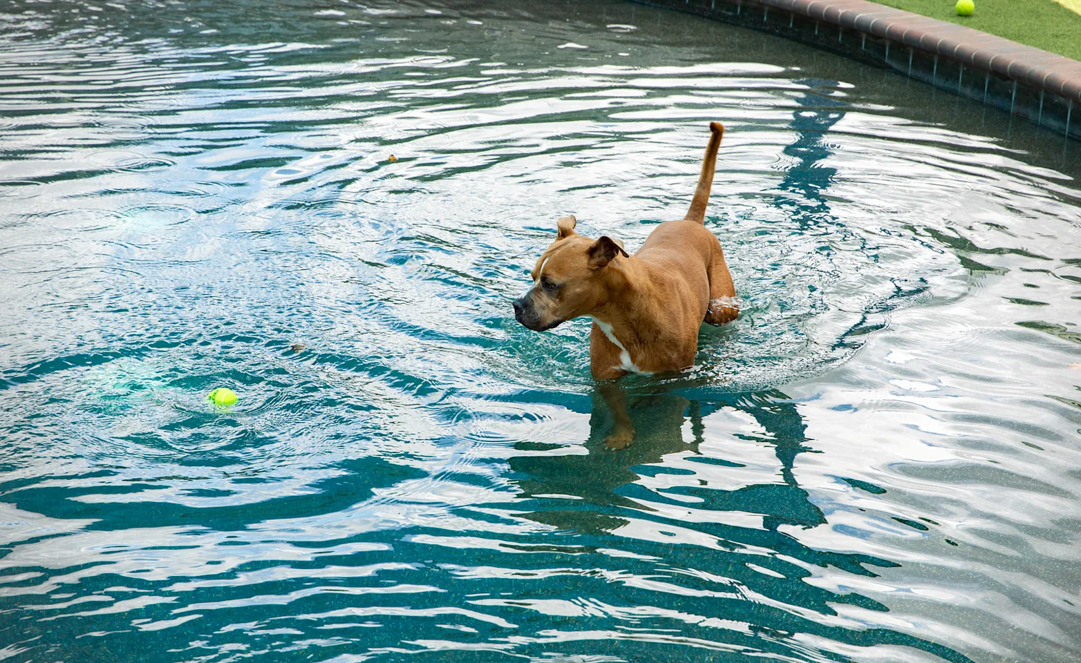 Dog in pool Dog in pool
