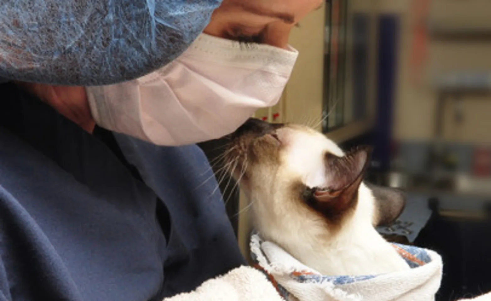 NVS - Clarksville staff with a hospitalized pet