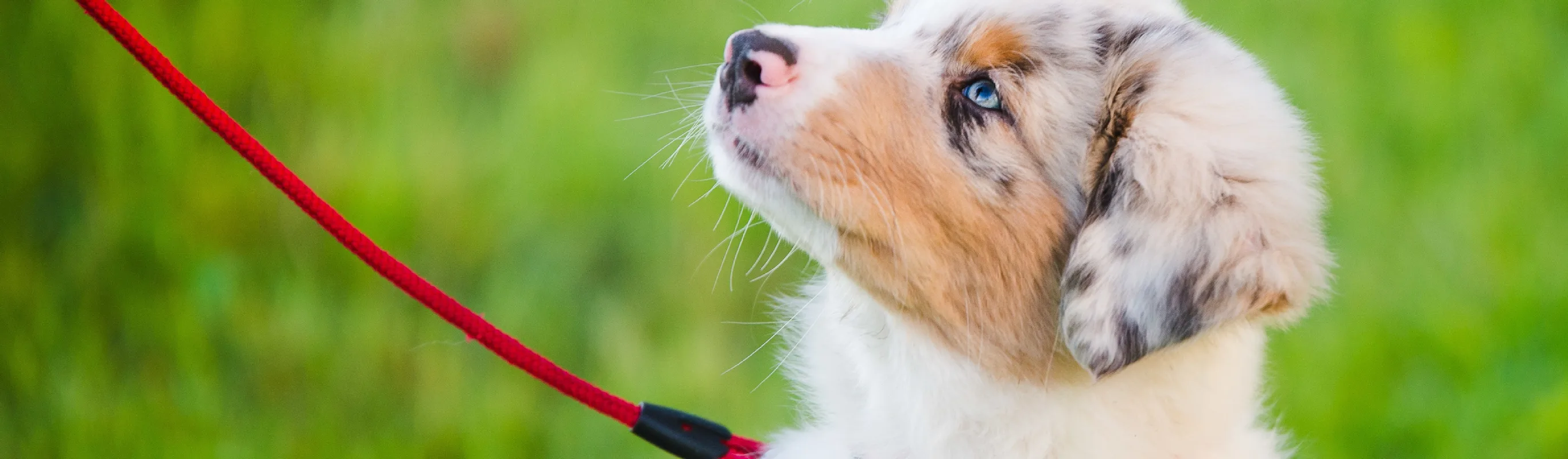 Dog with red leash looking at owner