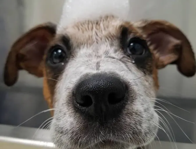 Dog with soap