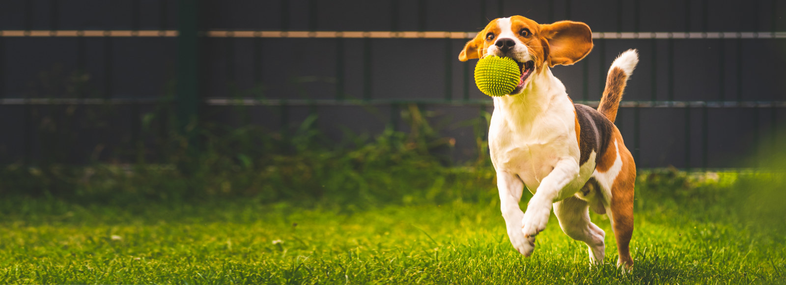 Beagle (Dog) Running with Green Ball Outside