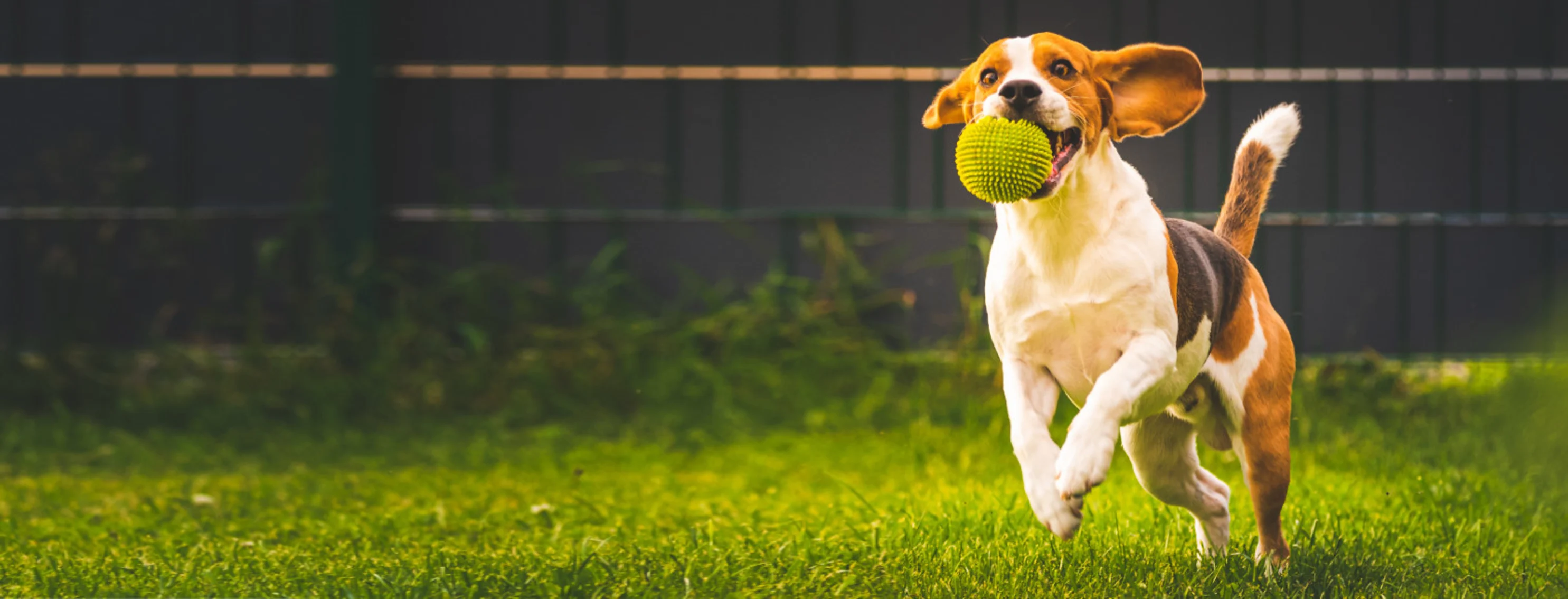 Beagle (Dog) Running with Green Ball Outside Beagle (Dog) Running with Green Ball Outside