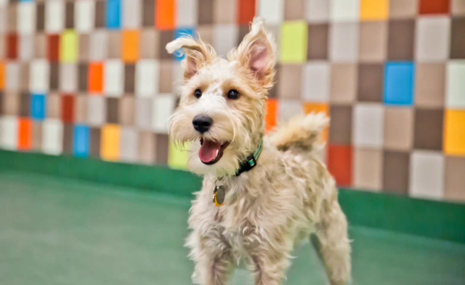 A Happy White Dog at Doggie Daycare at Pooch Hotel A Happy White Dog at Doggie Daycare at Pooch Hotel
