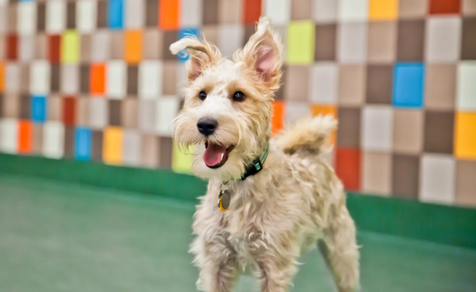 A Happy White Dog at Doggie Daycare at Pooch Hotel
