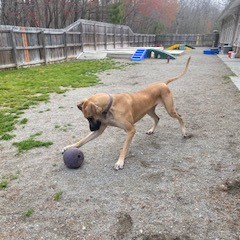 Dog playing with a toy outside
