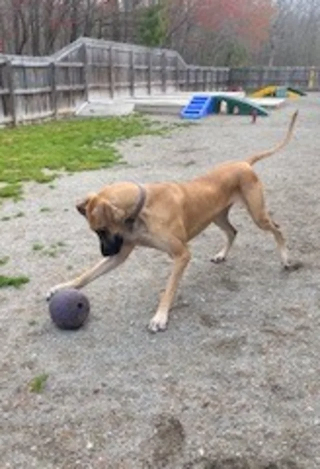 Dog playing with a toy outside Dog playing with a toy outside