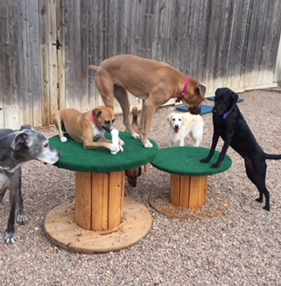 Countryside Pet Clinic 