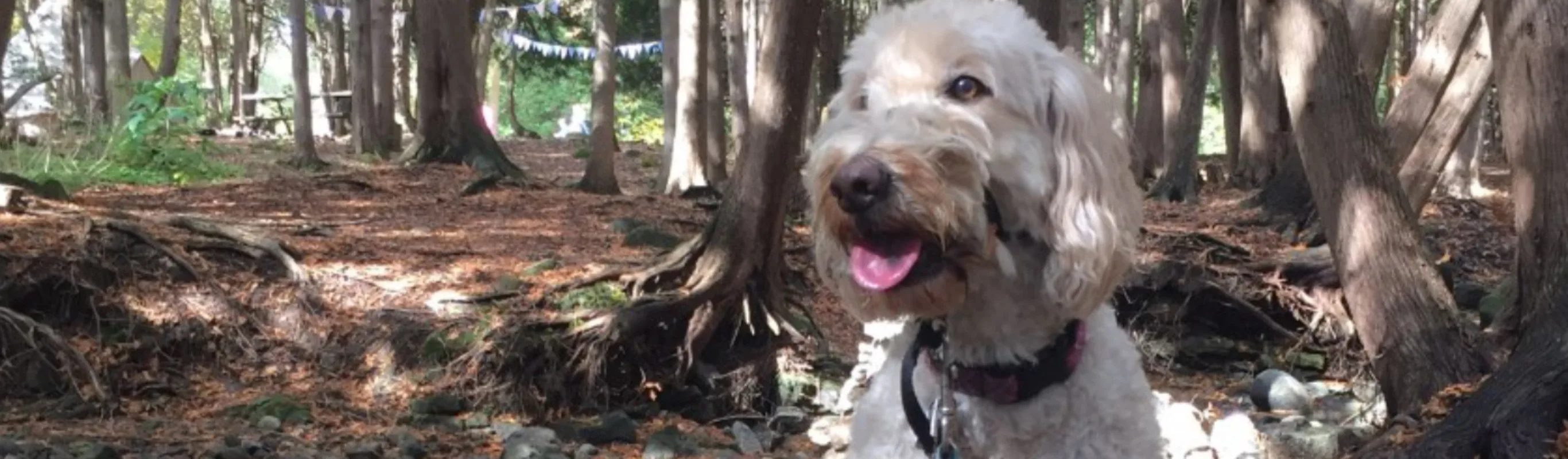 Fluffy dog sitting in the woods with tongue out