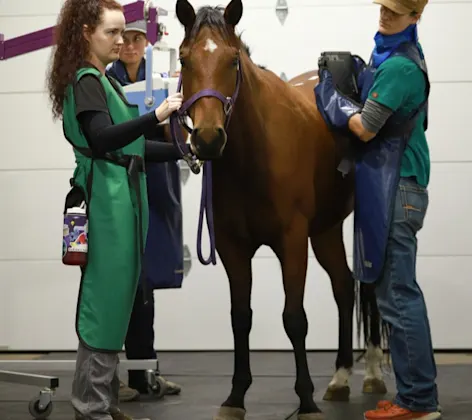 Vet looking at imaging of horse Vet looking at imaging of horse