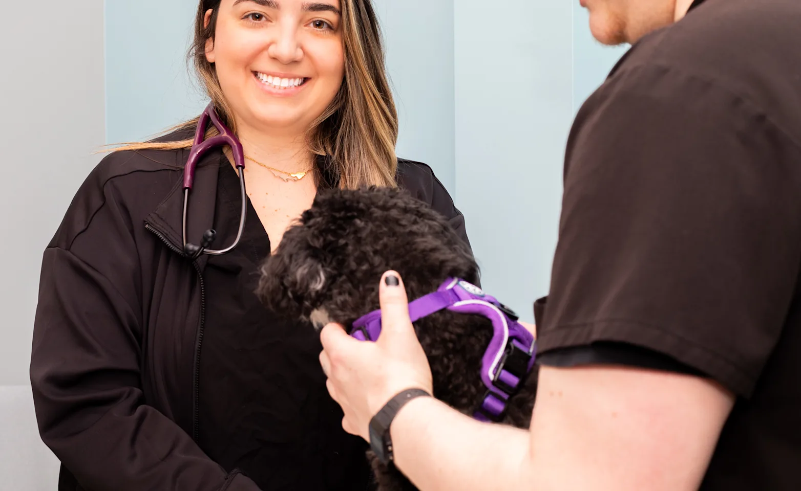 Staff Examining Dog Staff Examining Dog