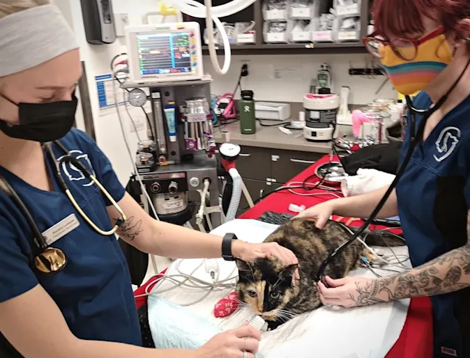 Staff at Mountainside Animal Hospital with a black/brown cat Staff at Mountainside Animal Hospital with a black/brown cat