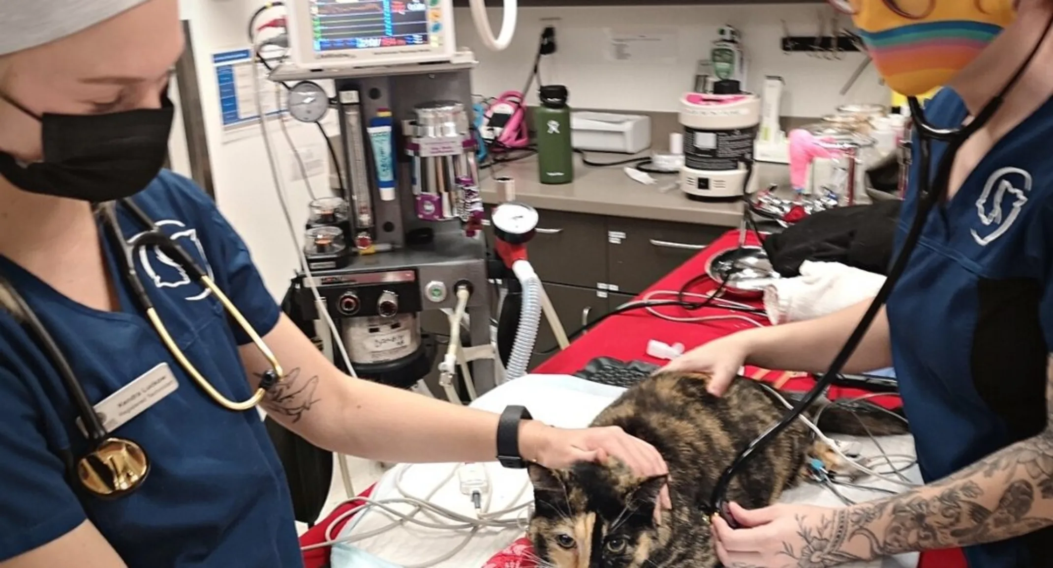 Staff at Mountainside Animal Hospital with a black/brown cat Staff at Mountainside Animal Hospital with a black/brown cat