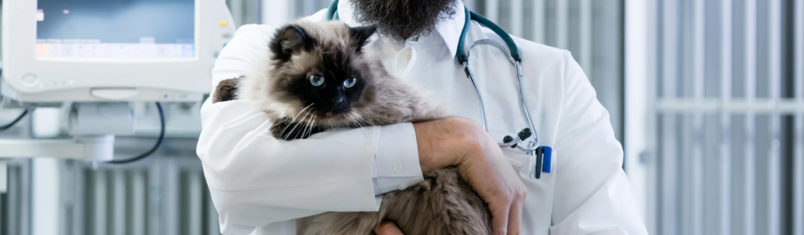 Veterinarian Holding Gray Cat Veterinarian Holding Gray Cat