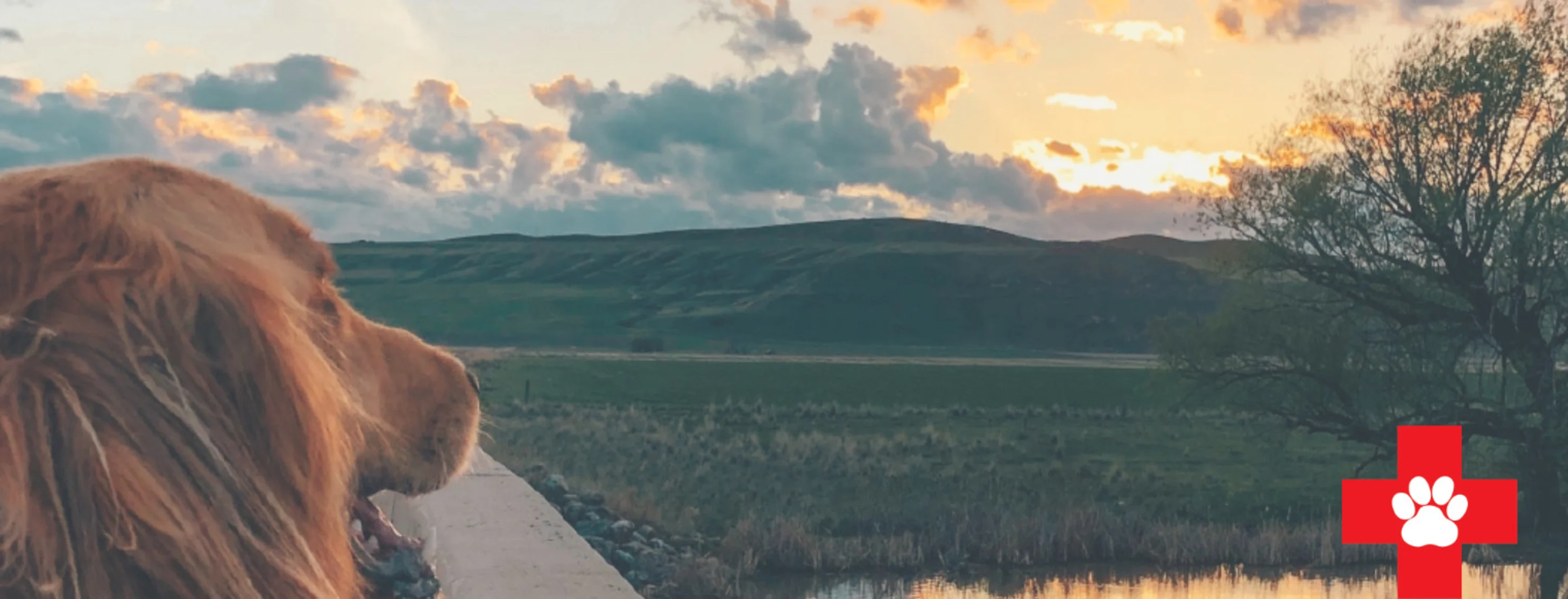 Dog looking at the sunset