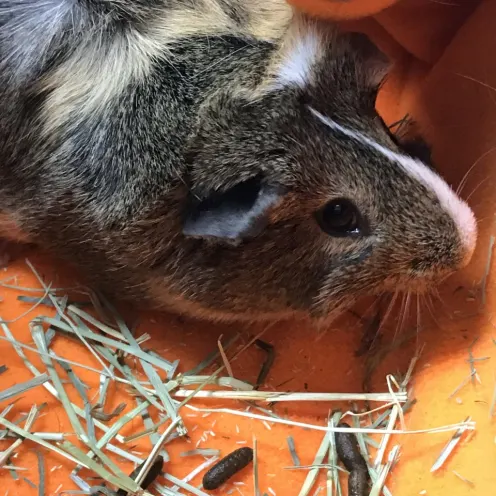 We see guinea pigs!