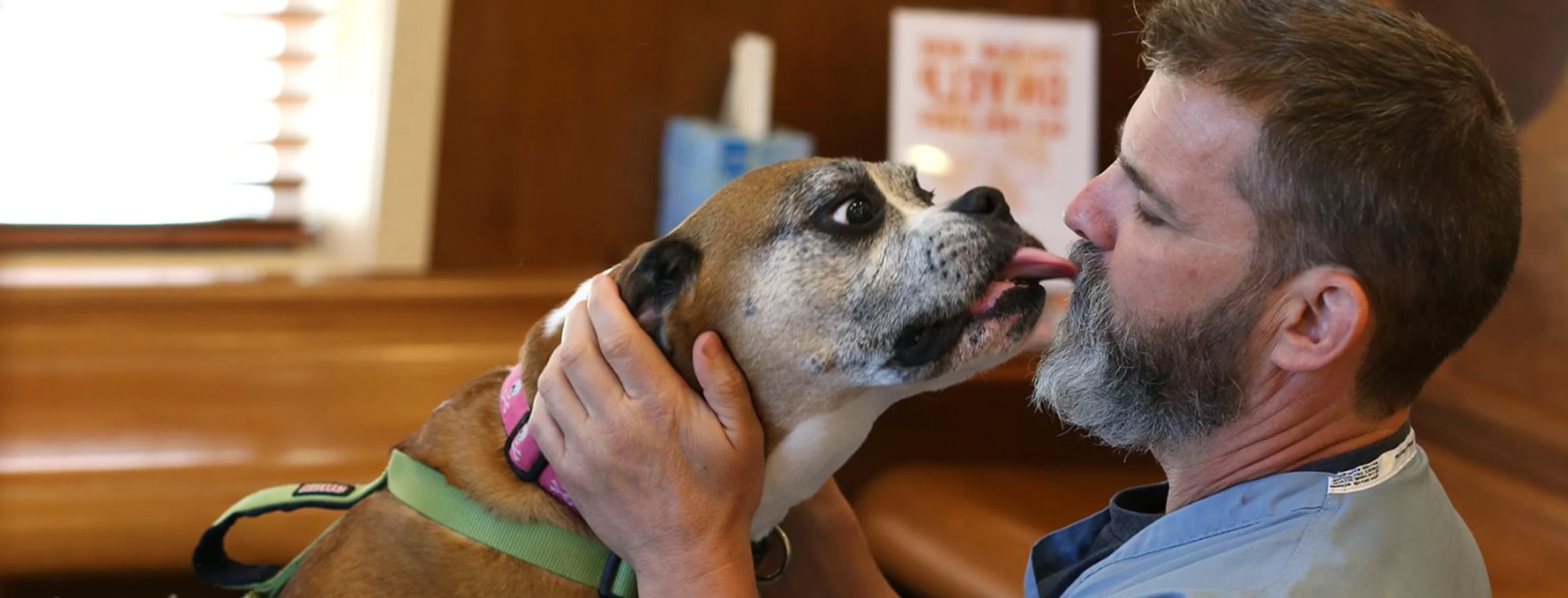 dog licking doctor dog licking doctor