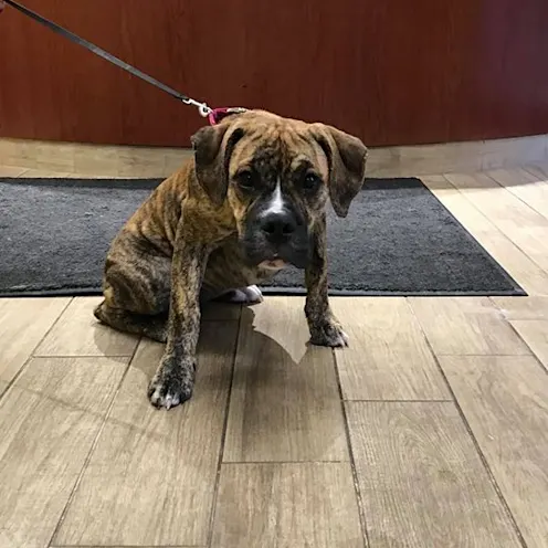 Boxer Baby Boxer Baby