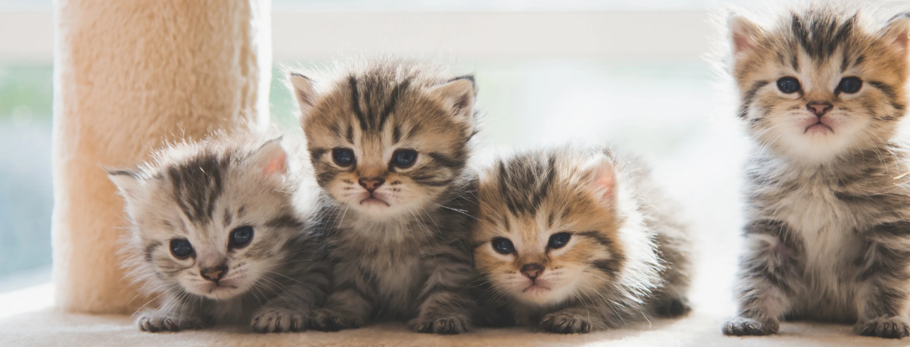 black and tan kittens sitting besides each other black and tan kittens sitting besides each other