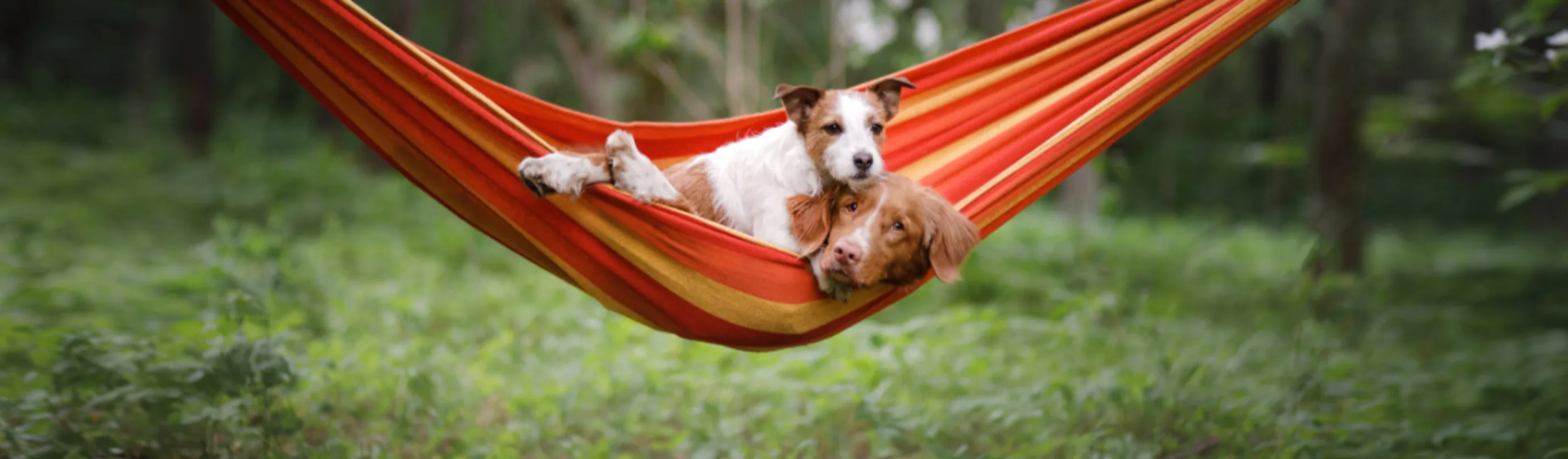 2 Dogs Lying on a Red Hammock Together