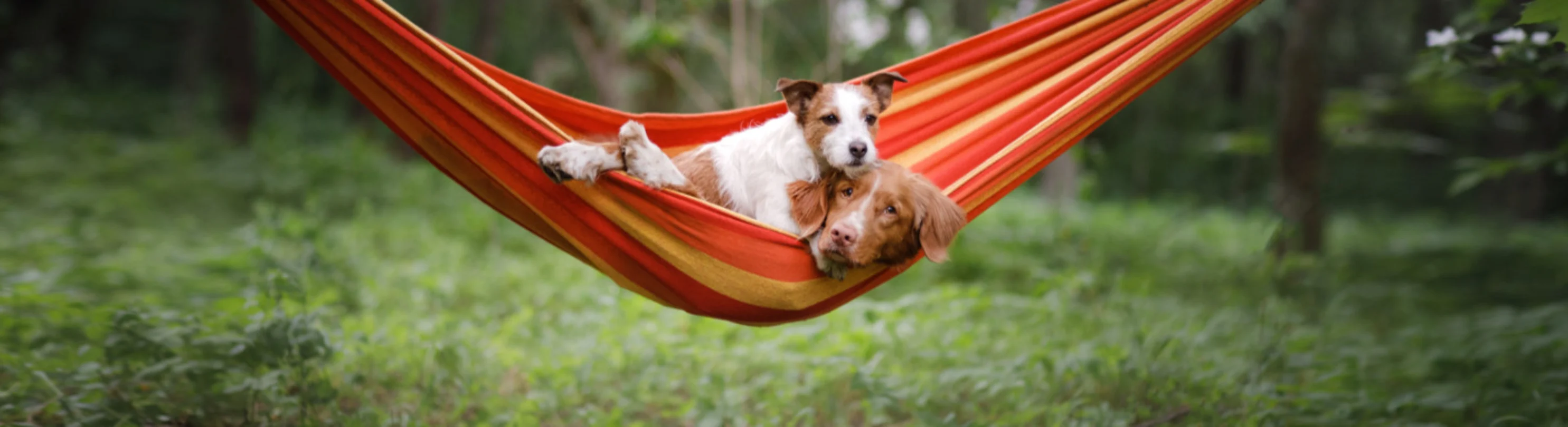 2 Dogs Lying on a Red Hammock Together 2 Dogs Lying on a Red Hammock Together