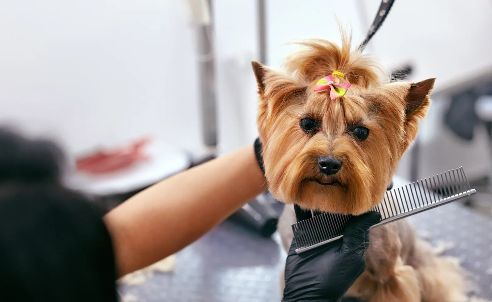 Dog Grooming at Salon Dog Grooming at Salon