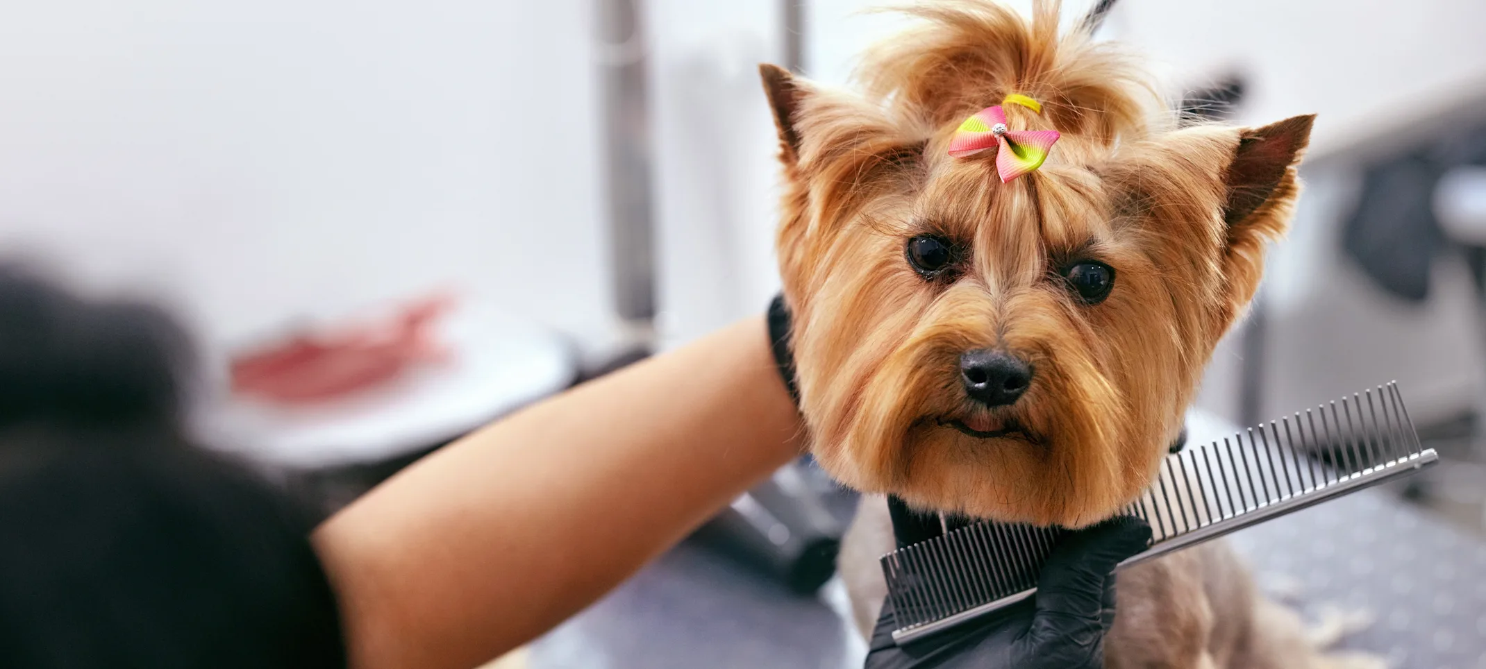 Dog Grooming at Salon