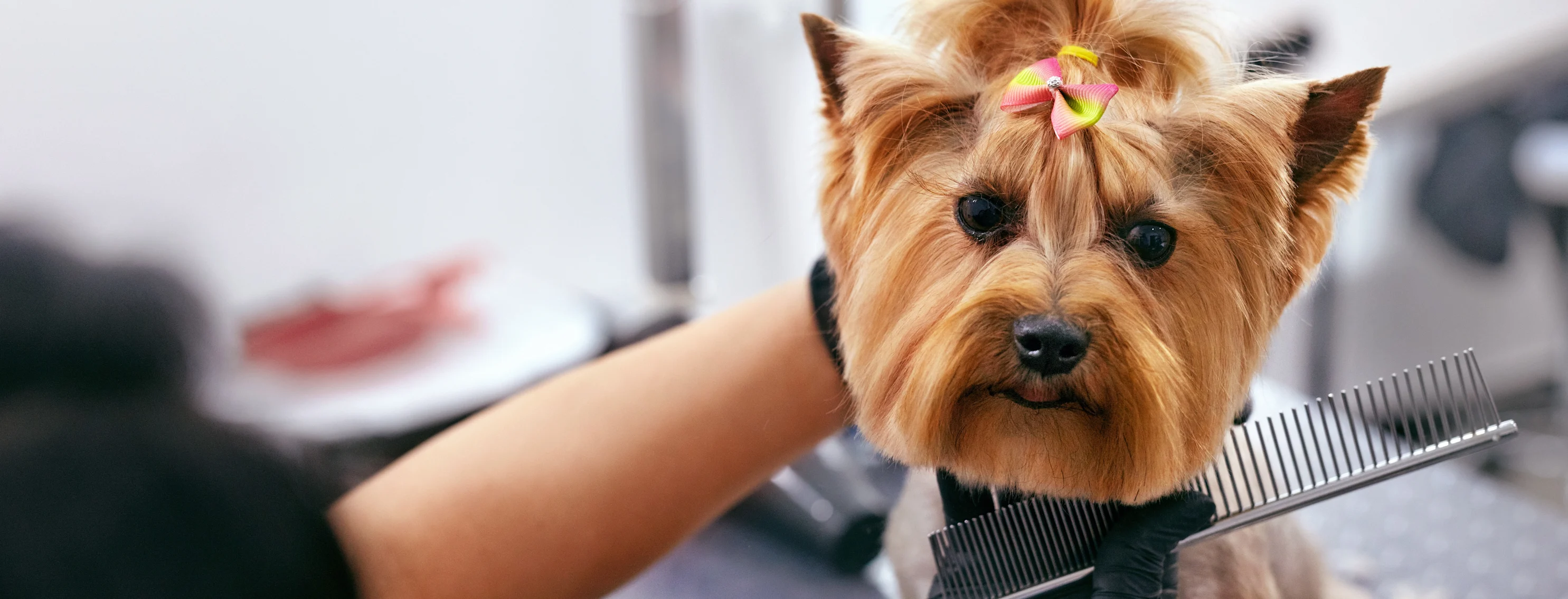 Dog Grooming at Salon Dog Grooming at Salon